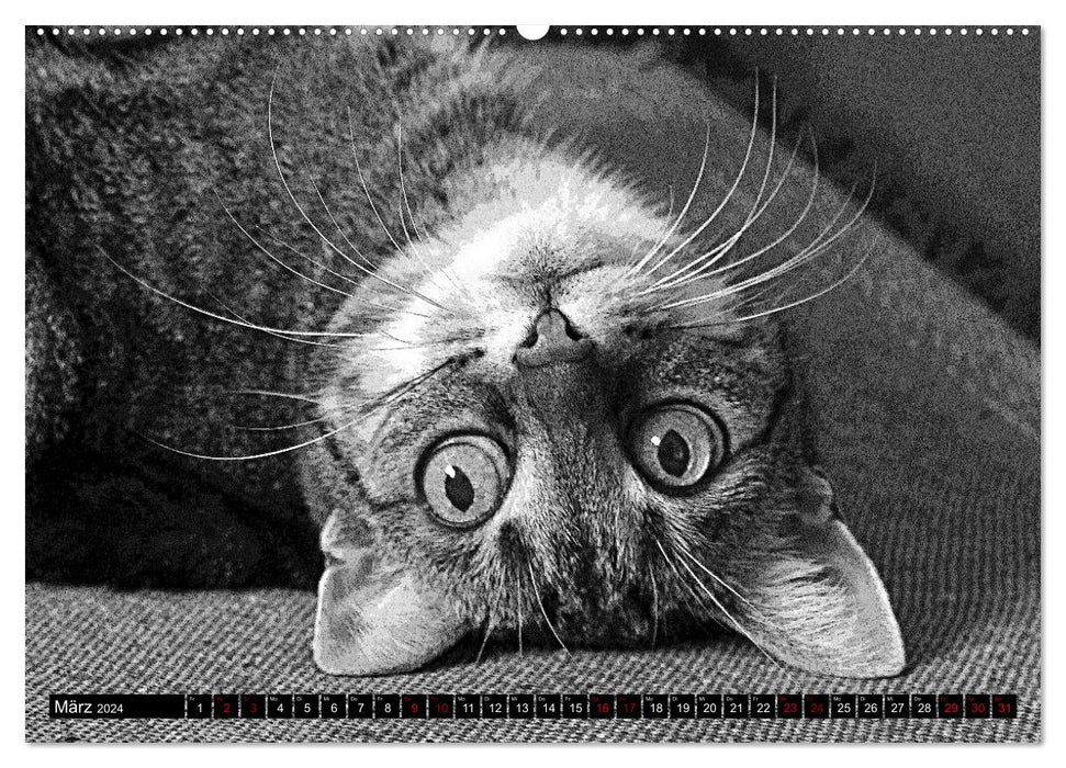 Cats Pop Art in b/w - Little Tigers Among Us (CALVENDO Premium Wall Calendar 2024) 