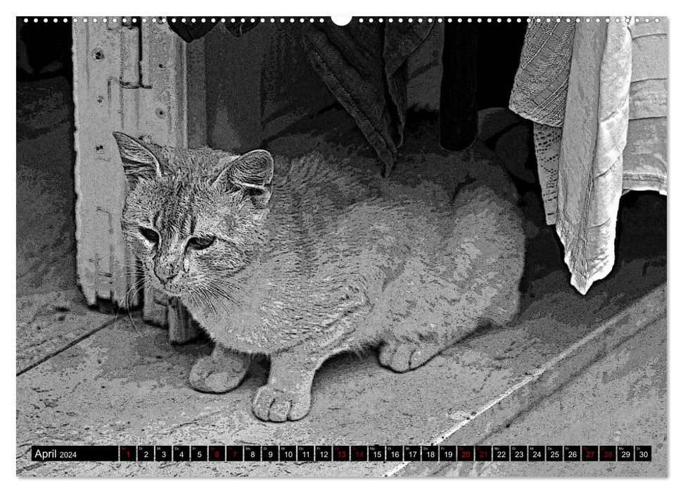 Cats Pop Art in b/w - Little Tigers Among Us (CALVENDO Premium Wall Calendar 2024) 