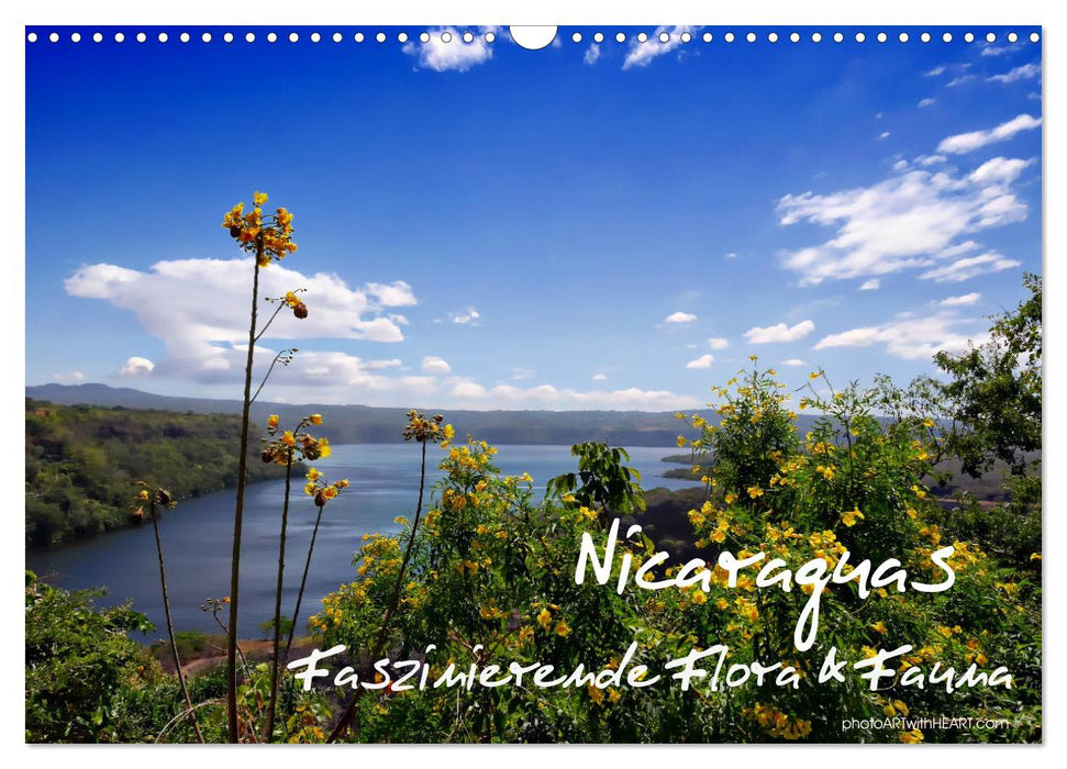 La faune et la flore fascinantes du Nicaragua (calendrier mural CALVENDO 2024) 