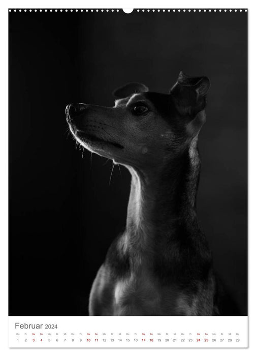 Fine Art Hundeportraits (CALVENDO Wandkalender 2024)