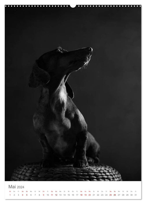 Fine Art Hundeportraits (CALVENDO Wandkalender 2024)