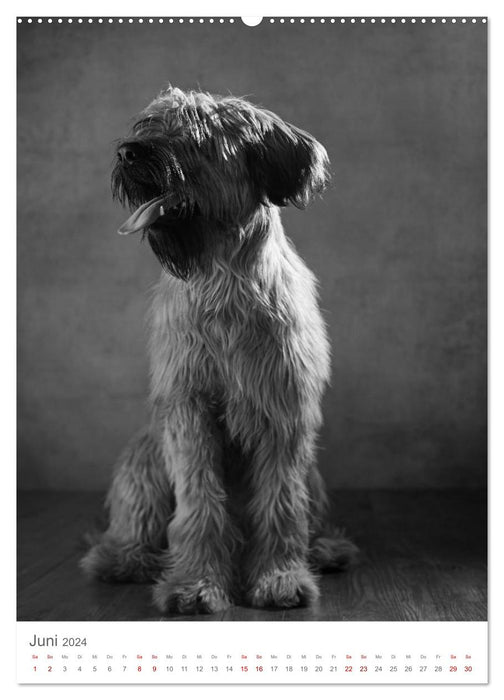 Fine Art Hundeportraits (CALVENDO Wandkalender 2024)