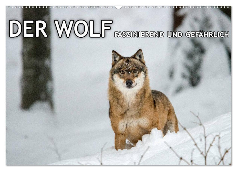 THE WOLF - fascinating and dangerous (CALVENDO wall calendar 2024) 