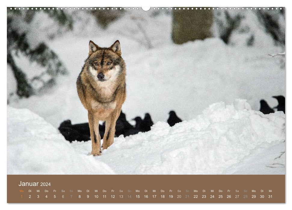 THE WOLF - fascinating and dangerous (CALVENDO wall calendar 2024) 