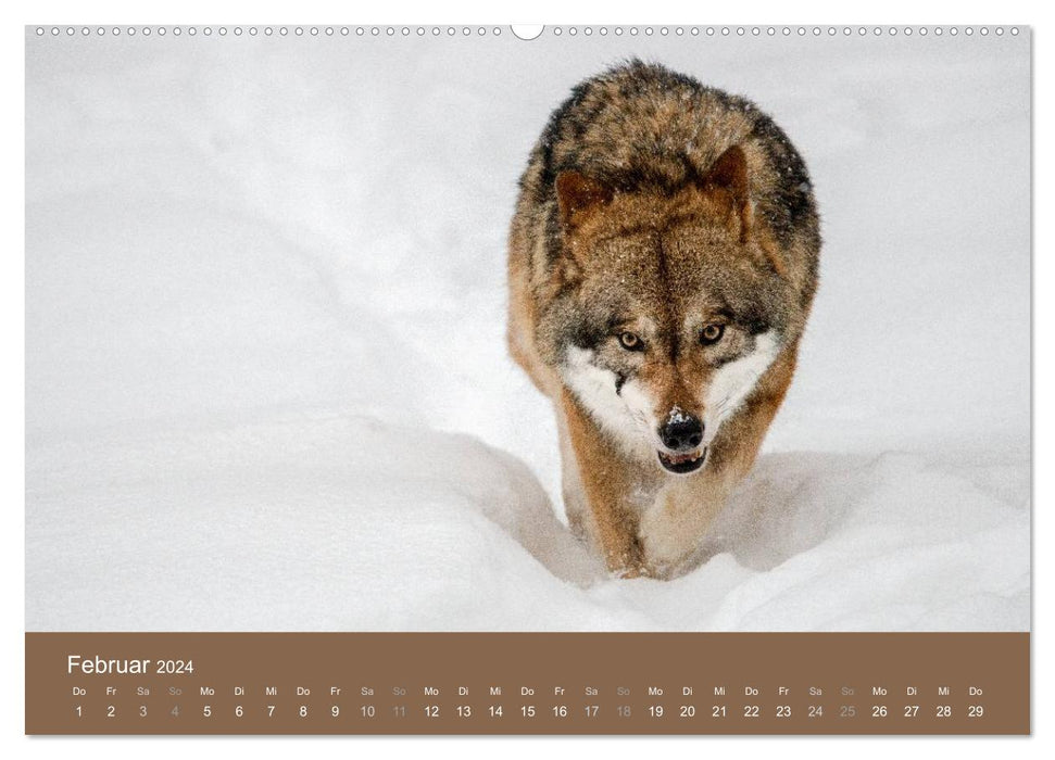 THE WOLF - fascinating and dangerous (CALVENDO wall calendar 2024) 
