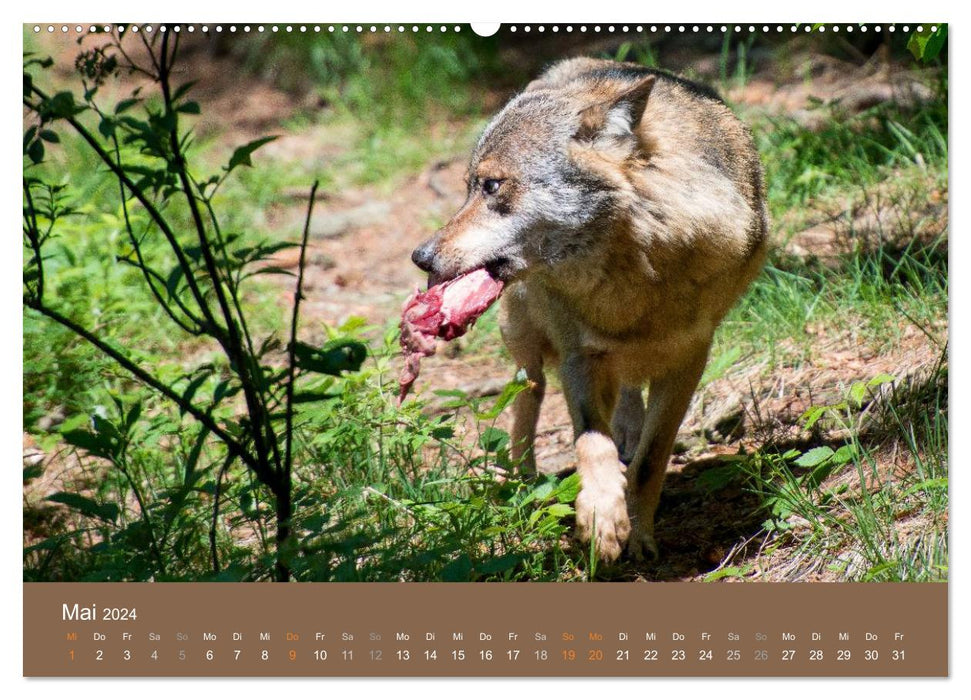 THE WOLF - fascinating and dangerous (CALVENDO wall calendar 2024) 