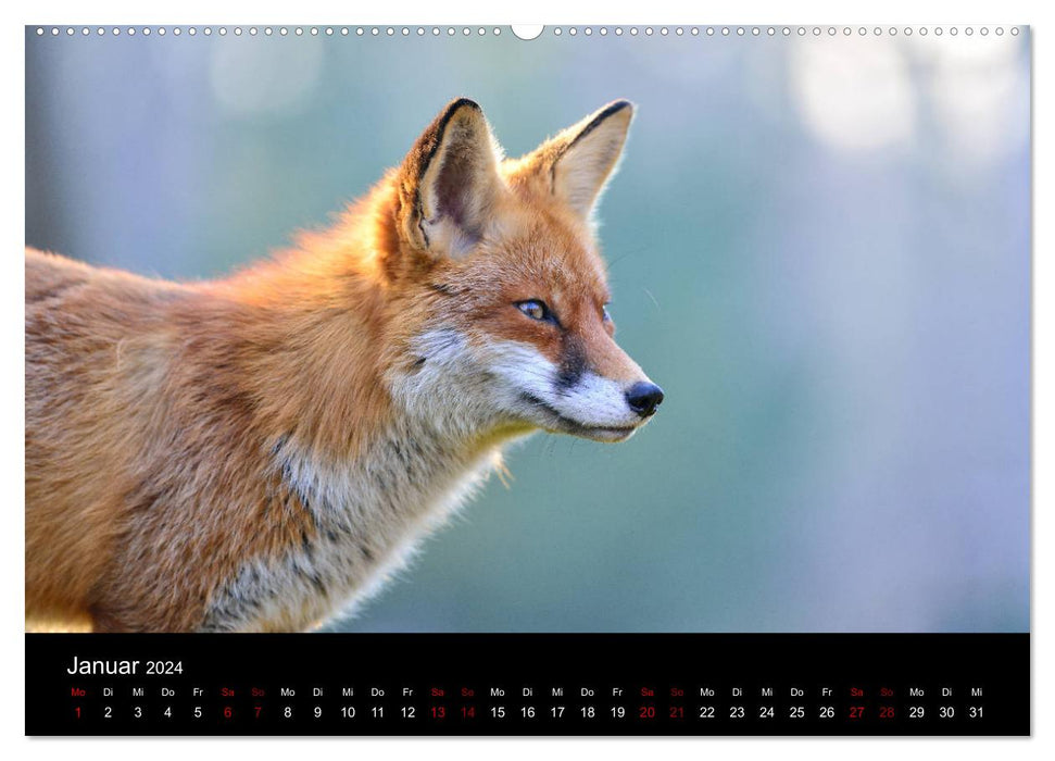 On the trail of the city foxes (CALVENDO wall calendar 2024) 