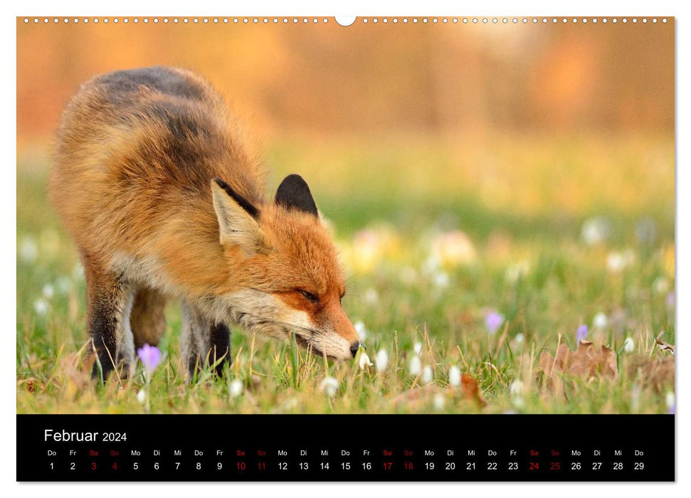 On the trail of the city foxes (CALVENDO wall calendar 2024) 