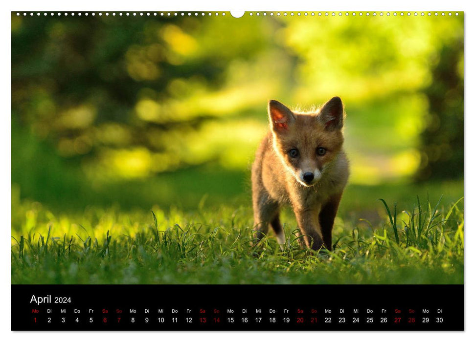 On the trail of the city foxes (CALVENDO wall calendar 2024) 