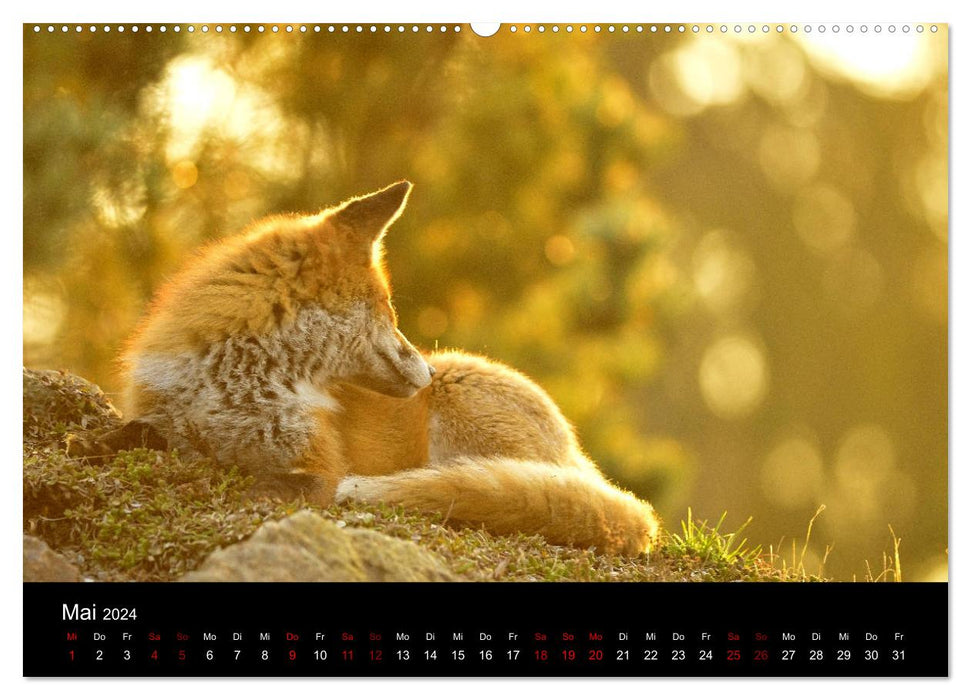 On the trail of the city foxes (CALVENDO wall calendar 2024) 