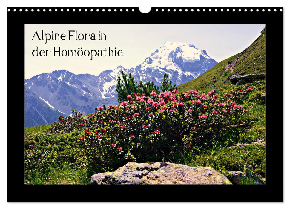 Alpine Flora in der Homöopathie (CALVENDO Wandkalender 2024)