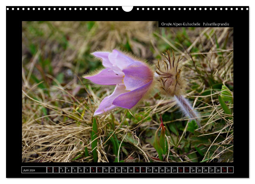 Alpine Flora in der Homöopathie (CALVENDO Wandkalender 2024)