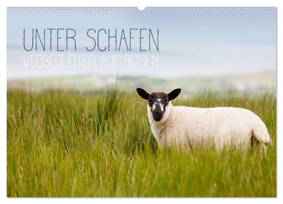 Among sheep - companions when traveling (CALVENDO wall calendar 2024) 