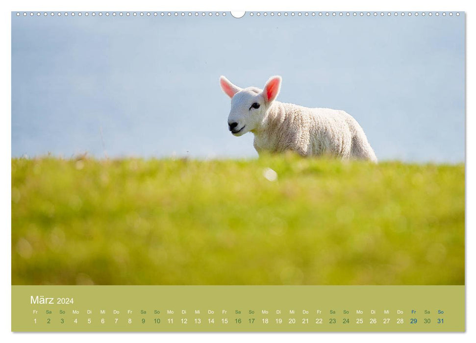 Parmi les moutons - compagnons de voyage (calendrier mural CALVENDO 2024) 