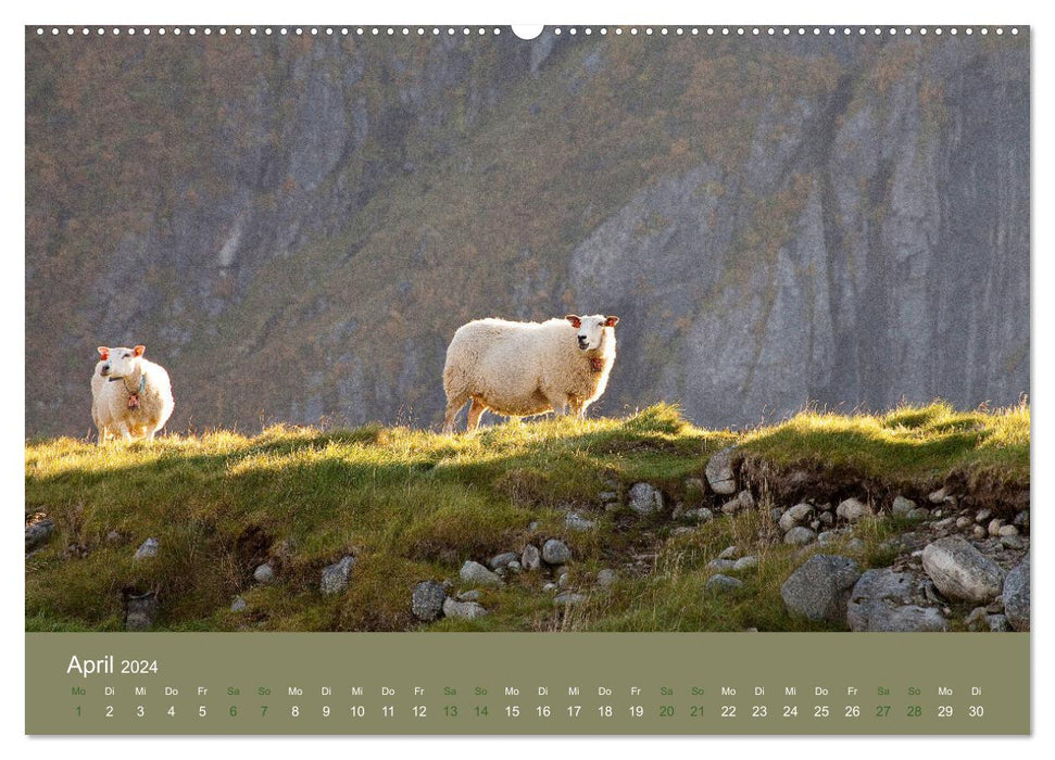 Parmi les moutons - compagnons de voyage (calendrier mural CALVENDO 2024) 