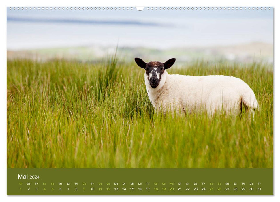 Unter Schafen - Wegbegleiter auf Reisen (CALVENDO Wandkalender 2024)