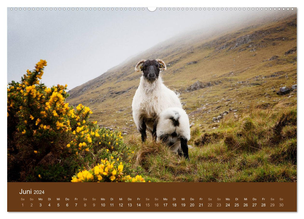 Unter Schafen - Wegbegleiter auf Reisen (CALVENDO Wandkalender 2024)