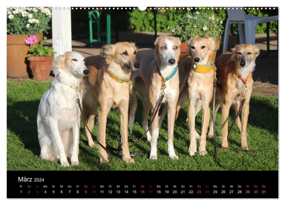 Le Silken Windsprite - un chien d'âme (Calendrier mural CALVENDO 2024) 