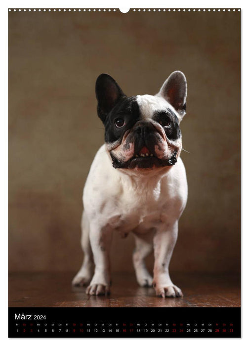 Bullys mit Charme - Französische Bulldoggen im Portrait (CALVENDO Premium Wandkalender 2024)