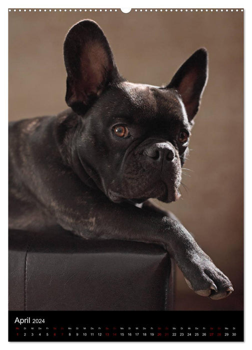 Bullys mit Charme - Französische Bulldoggen im Portrait (CALVENDO Premium Wandkalender 2024)