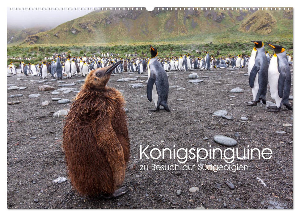 King penguins - visiting South Georgia (CALVENDO wall calendar 2024) 