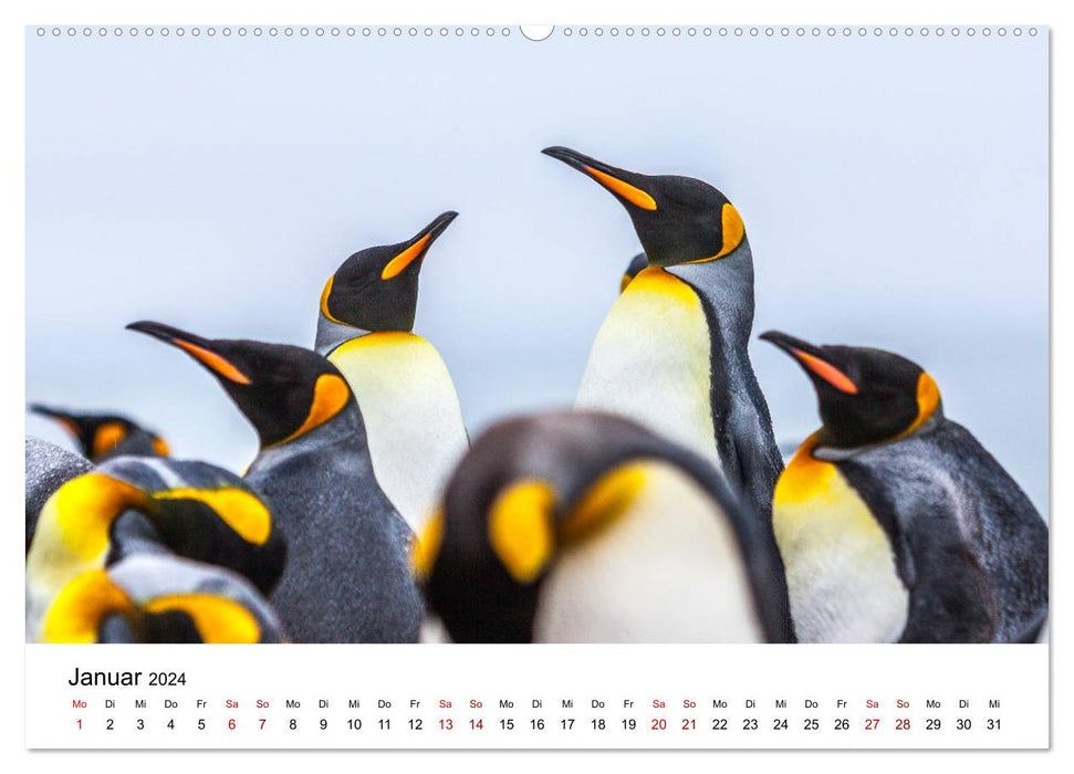 King penguins - visiting South Georgia (CALVENDO wall calendar 2024) 