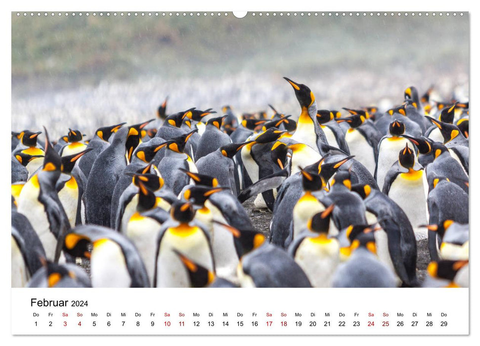 King penguins - visiting South Georgia (CALVENDO wall calendar 2024) 