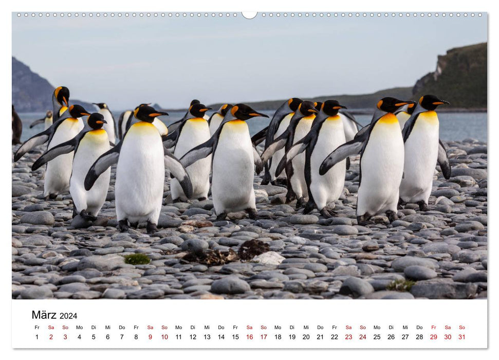 Königspinguine - zu Besuch auf Südgeorgien (CALVENDO Wandkalender 2024)