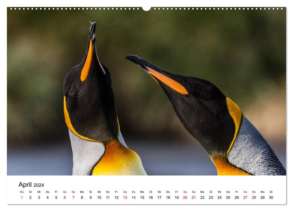 King penguins - visiting South Georgia (CALVENDO wall calendar 2024) 