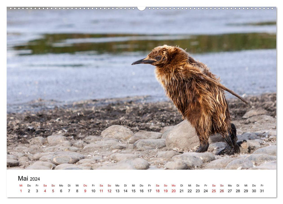 Manchots royaux - visite de la Géorgie du Sud (calendrier mural CALVENDO 2024) 