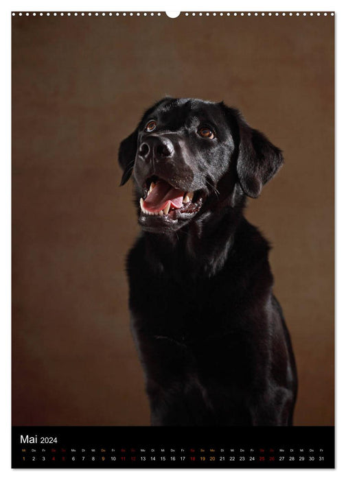 Adorable mixed breed dogs (CALVENDO Premium Wall Calendar 2024) 