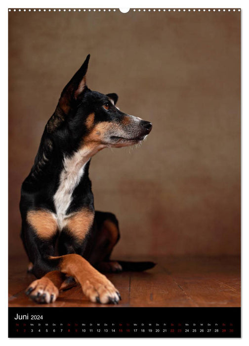 Bezaubernde Mischlingshunde (CALVENDO Premium Wandkalender 2024)