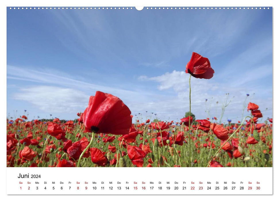 Reprimands with my eyes (CALVENDO wall calendar 2024) 