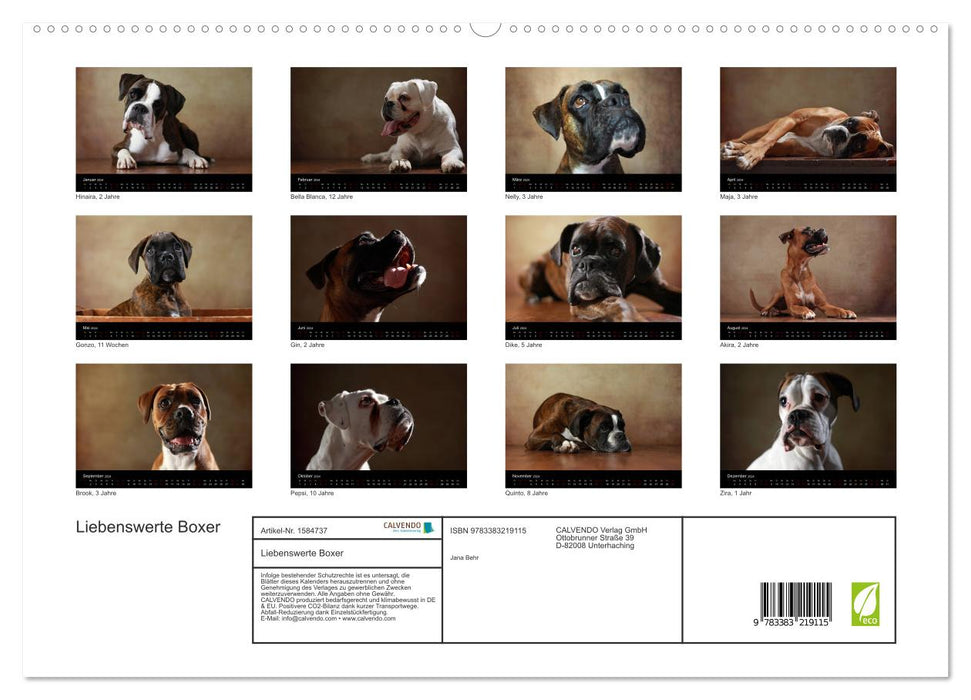 Liebenswerte Boxer (CALVENDO Premium Wandkalender 2024)