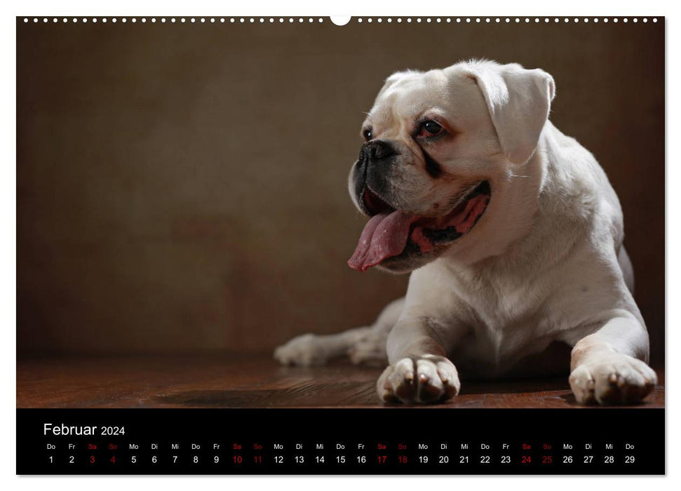 Liebenswerte Boxer (CALVENDO Premium Wandkalender 2024)