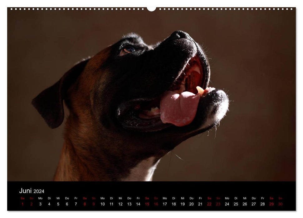 Liebenswerte Boxer (CALVENDO Premium Wandkalender 2024)