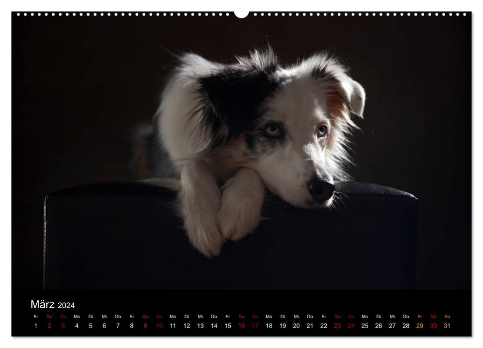 Charmante Australian Shepherds (CALVENDO Premium Wandkalender 2024)