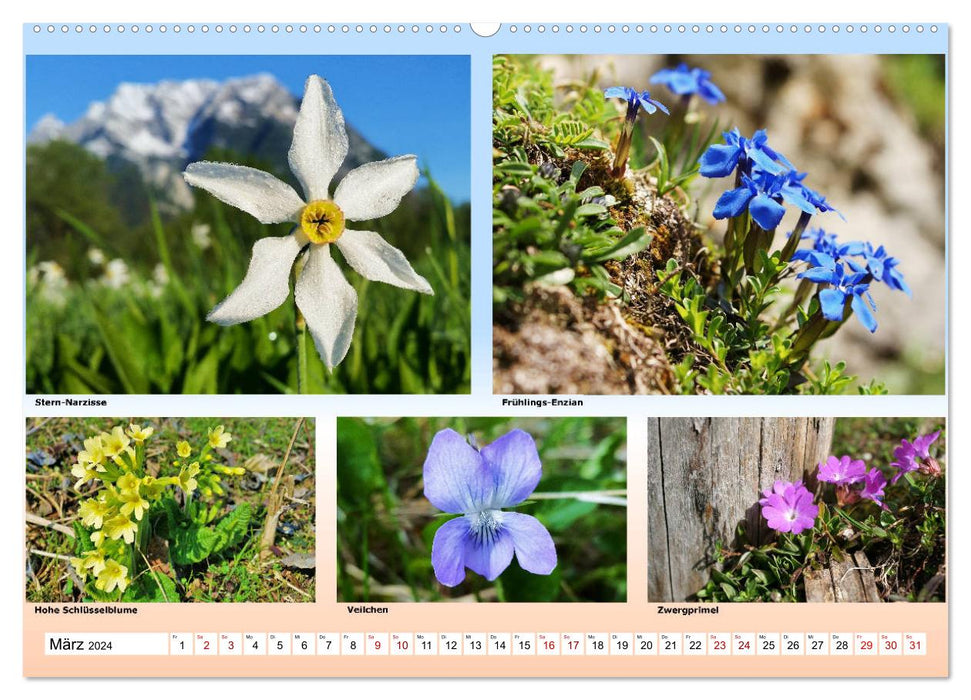 Alpiner Blütenzauber (CALVENDO Wandkalender 2024)