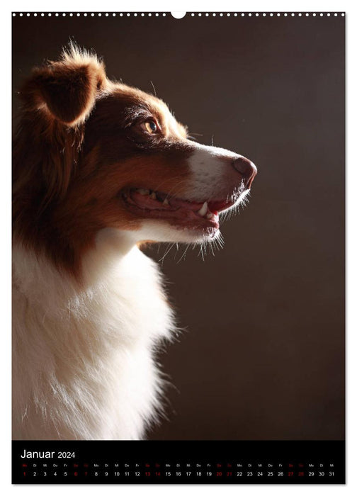 Geliebte Aussies - Australian Shepherds im Portrait (CALVENDO Premium Wandkalender 2024)