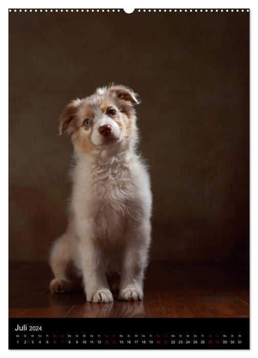 Geliebte Aussies - Australian Shepherds im Portrait (CALVENDO Premium Wandkalender 2024)