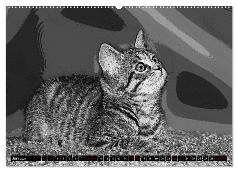 Katzen Pop Art in s/w - Kleine Tiger unter uns (CALVENDO Wandkalender 2024)