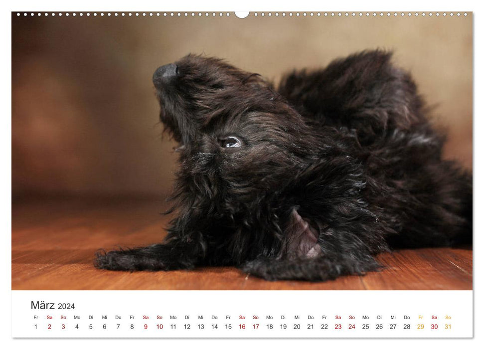 Welpenblicke (CALVENDO Premium Wandkalender 2024)