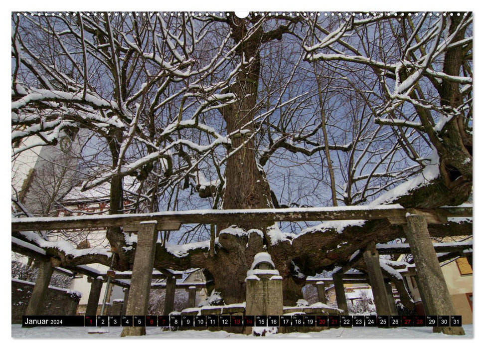 Village linden trees (CALVENDO wall calendar 2024) 