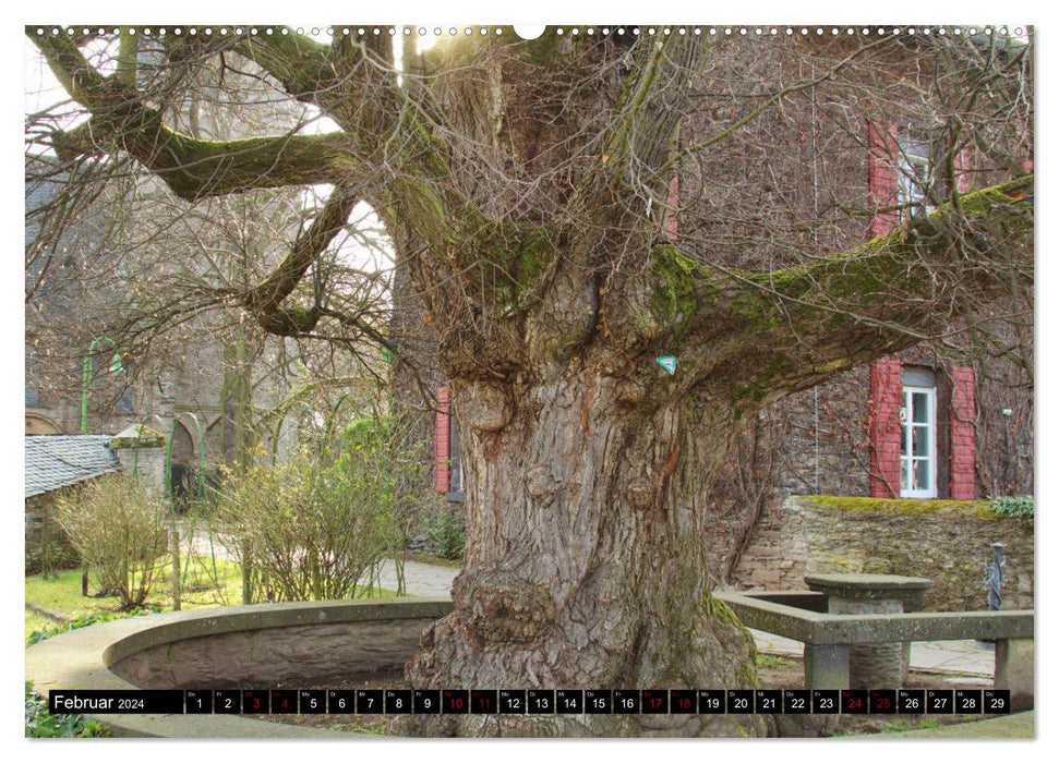 Village linden trees (CALVENDO wall calendar 2024) 