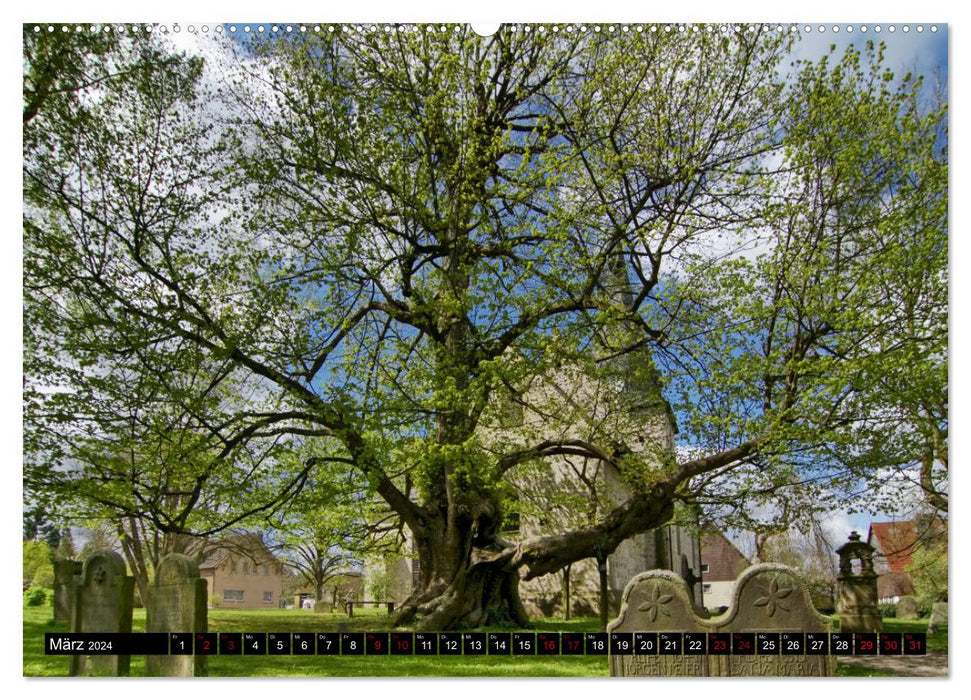 Village linden trees (CALVENDO wall calendar 2024) 