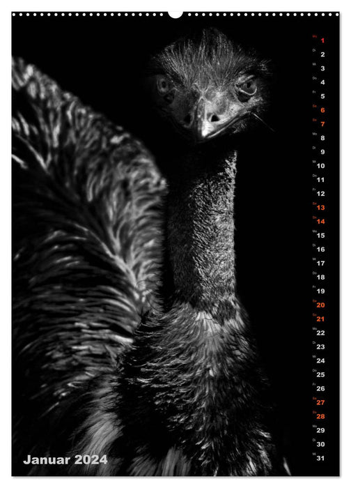 ANIMAUX TRÈS PROCHES (Calendrier mural CALVENDO 2024) 