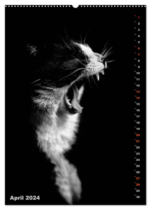 PETS VERY CLOSE (CALVENDO wall calendar 2024) 