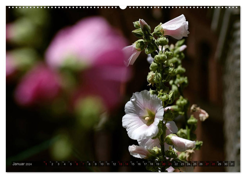 Stockrosen - Traumhafte Schönheiten (CALVENDO Premium Wandkalender 2024)