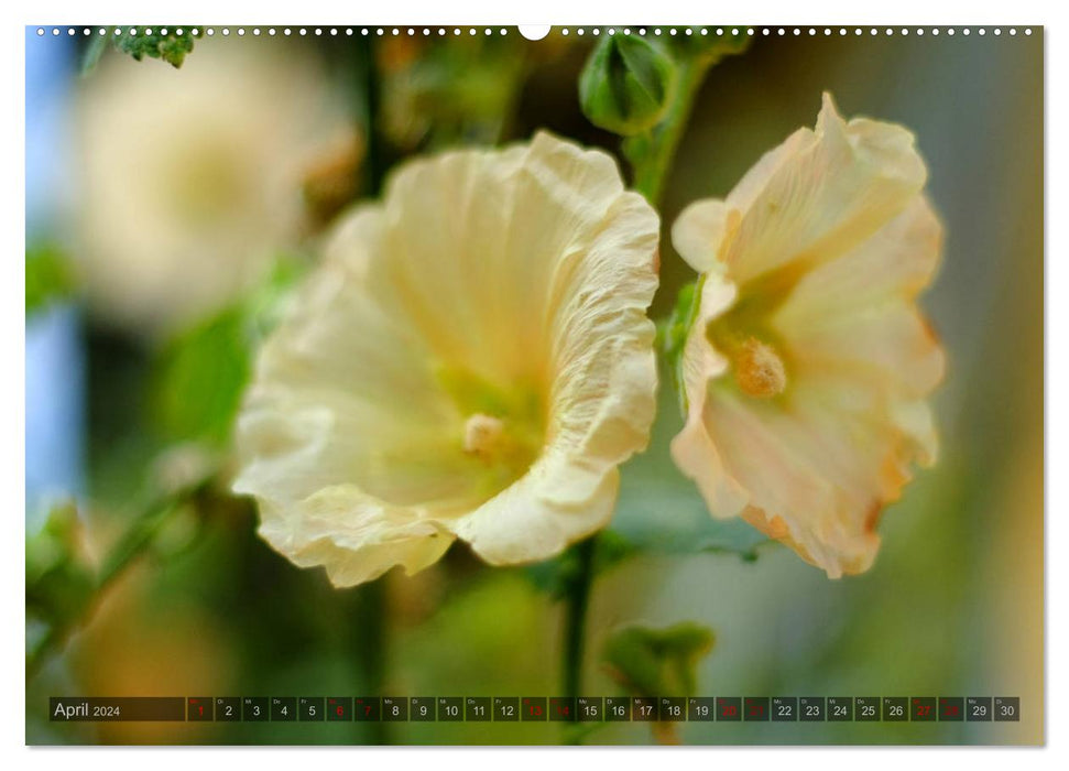 Roses trémières – Beautés oniriques (Calvendo Premium Wall Calendar 2024) 