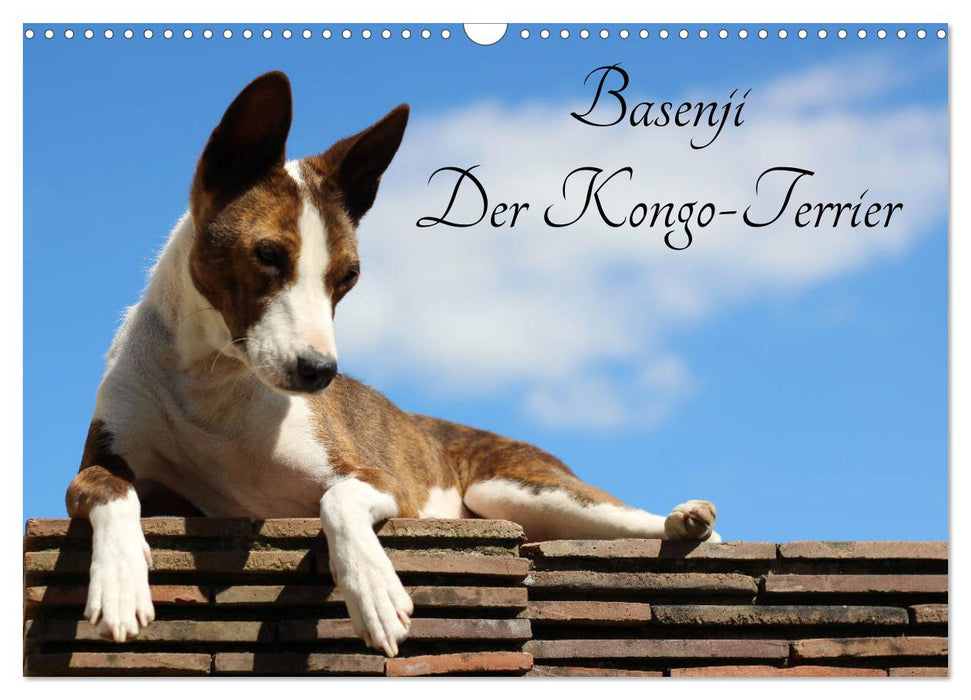 Basenji, le Congo Terrier (Calendrier mural CALVENDO 2024) 